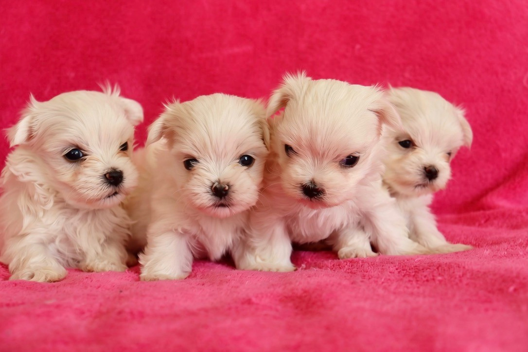 du Domaine San Sébastian - Chiots disponibles - Bichon maltais