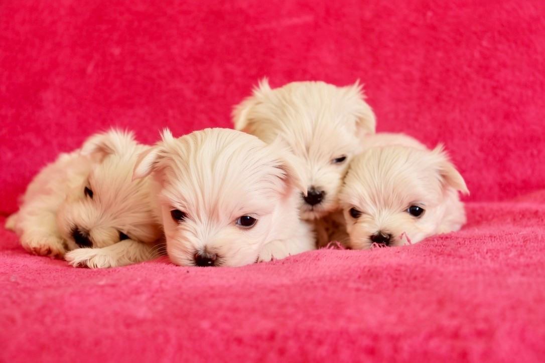 du Domaine San Sébastian - Chiots disponibles - Bichon maltais