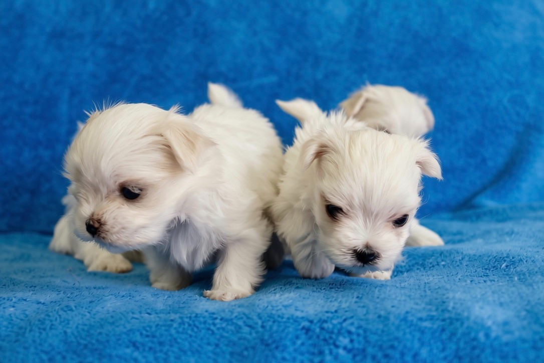 du Domaine San Sébastian - Chiots disponibles - Bichon maltais