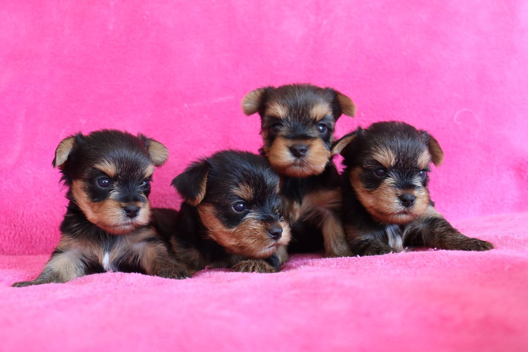 du Domaine San Sébastian - Chiots disponibles - Yorkshire Terrier