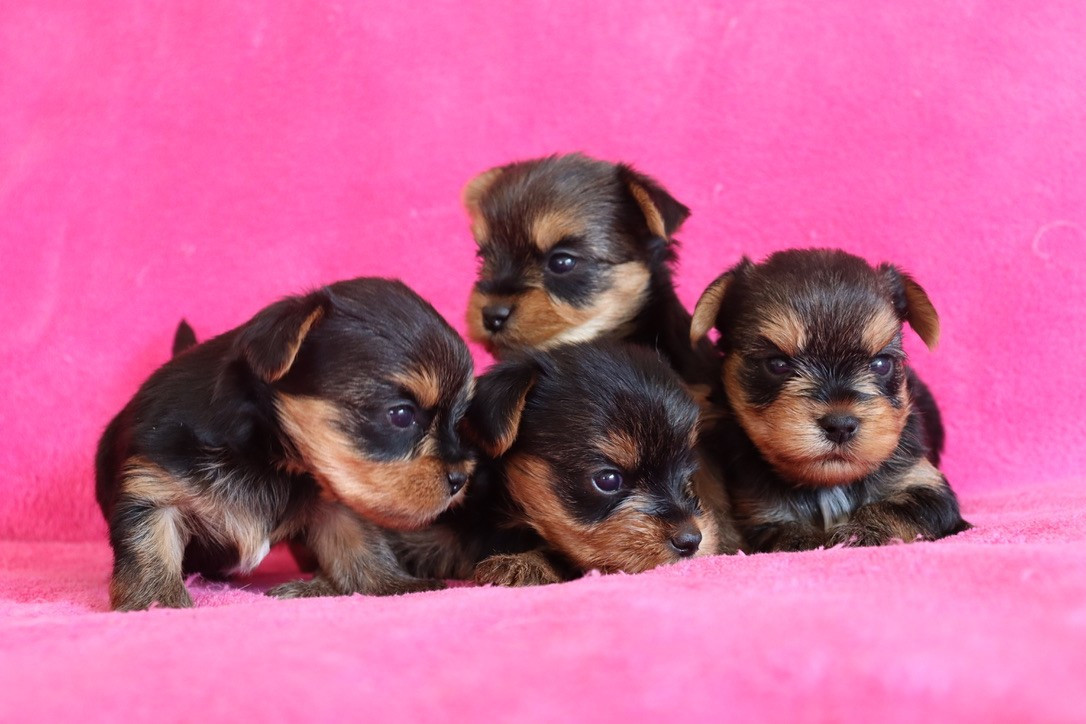 du Domaine San Sébastian - Chiots disponibles - Yorkshire Terrier