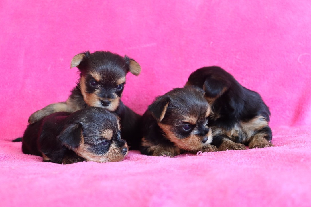 du Domaine San Sébastian - Chiots disponibles - Yorkshire Terrier