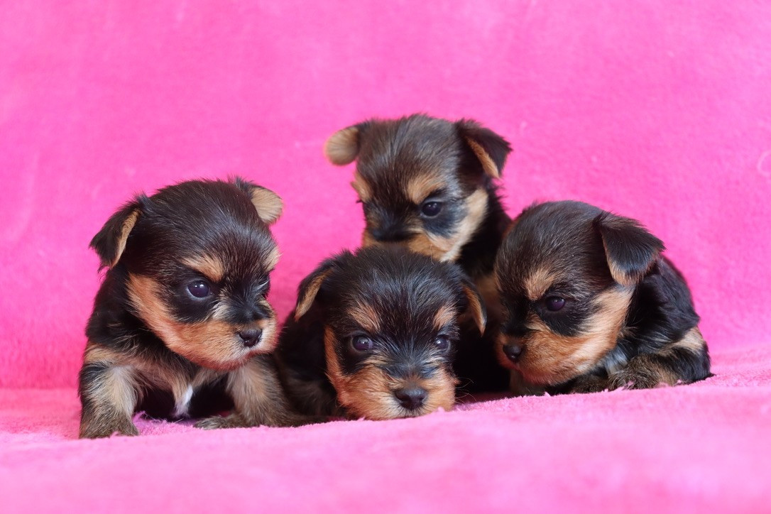 du Domaine San Sébastian - Chiots disponibles - Yorkshire Terrier
