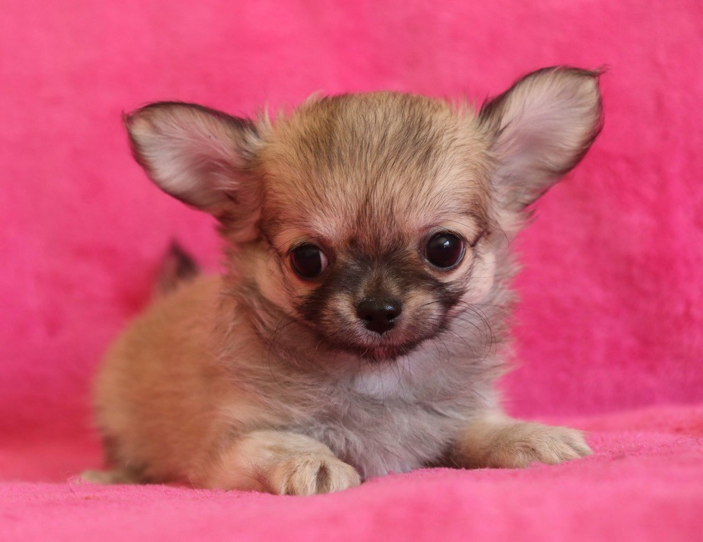 du Domaine San Sébastian - Chiots disponibles - Chihuahua