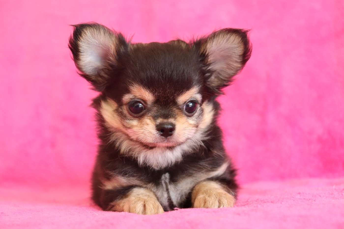 du Domaine San Sébastian - Chiots disponibles - Chihuahua