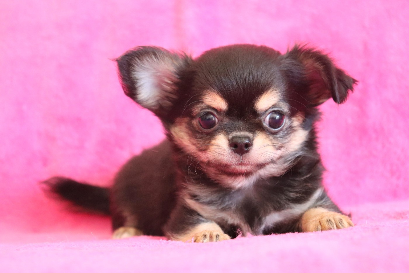 du Domaine San Sébastian - Chiots disponibles - Chihuahua