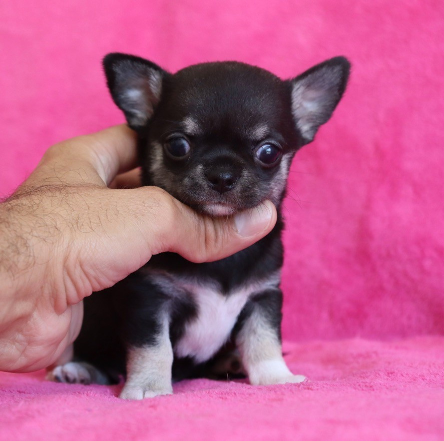 du Domaine San Sébastian - Chiots disponibles - Chihuahua