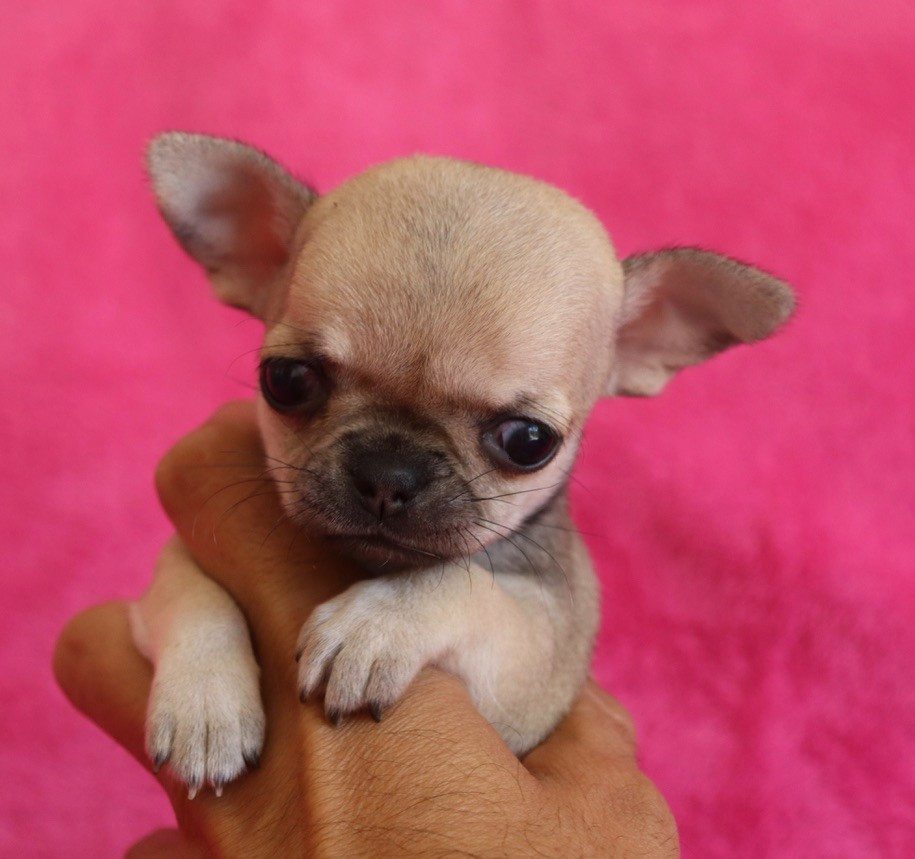 du Domaine San Sébastian - Chiots disponibles - Chihuahua