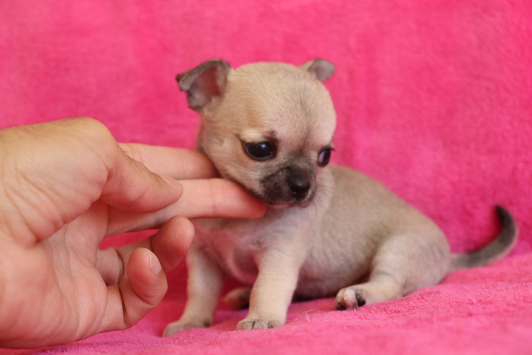 du Domaine San Sébastian - Chiots disponibles - Chihuahua