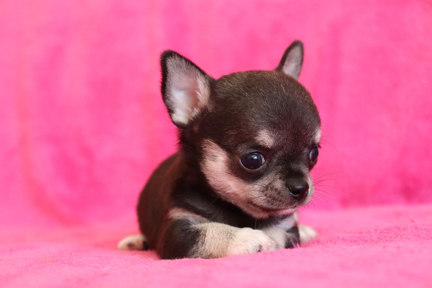 du Domaine San Sébastian - Chiots disponibles - Chihuahua
