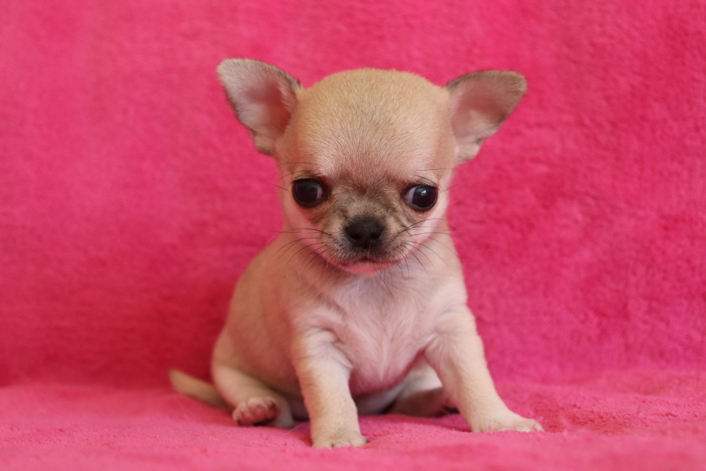 du Domaine San Sébastian - Chiots disponibles - Chihuahua