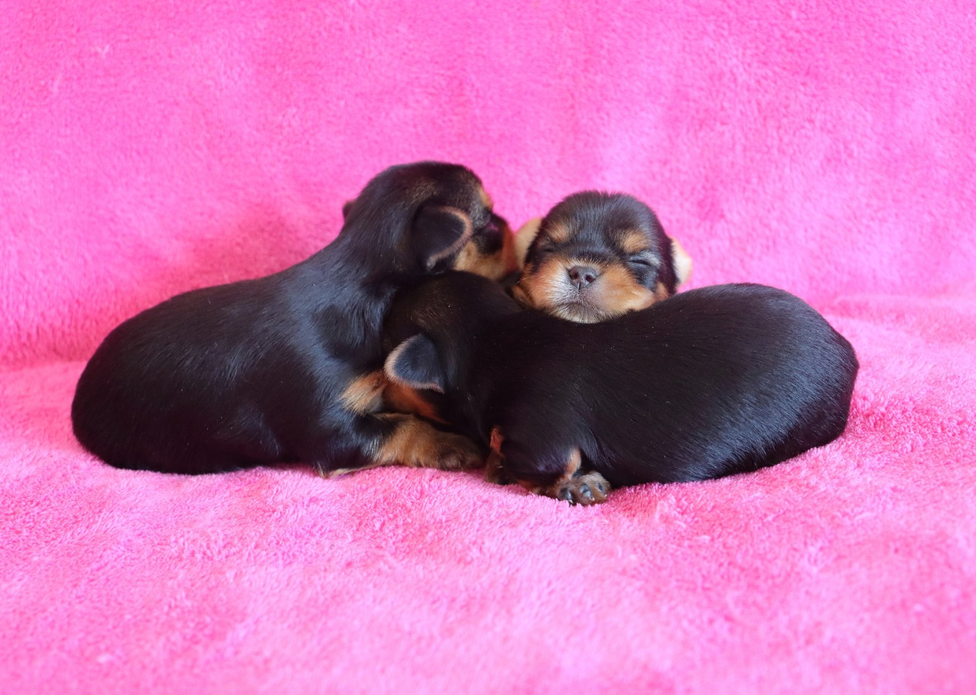 du Domaine San Sébastian - Chiots disponibles - Yorkshire Terrier