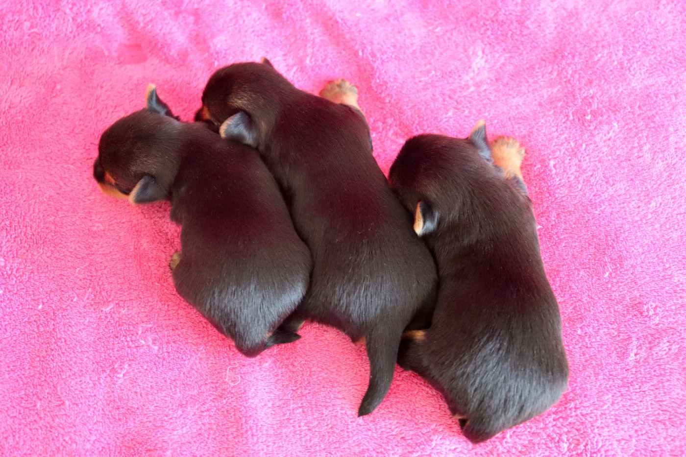 du Domaine San Sébastian - Chiots disponibles - Yorkshire Terrier