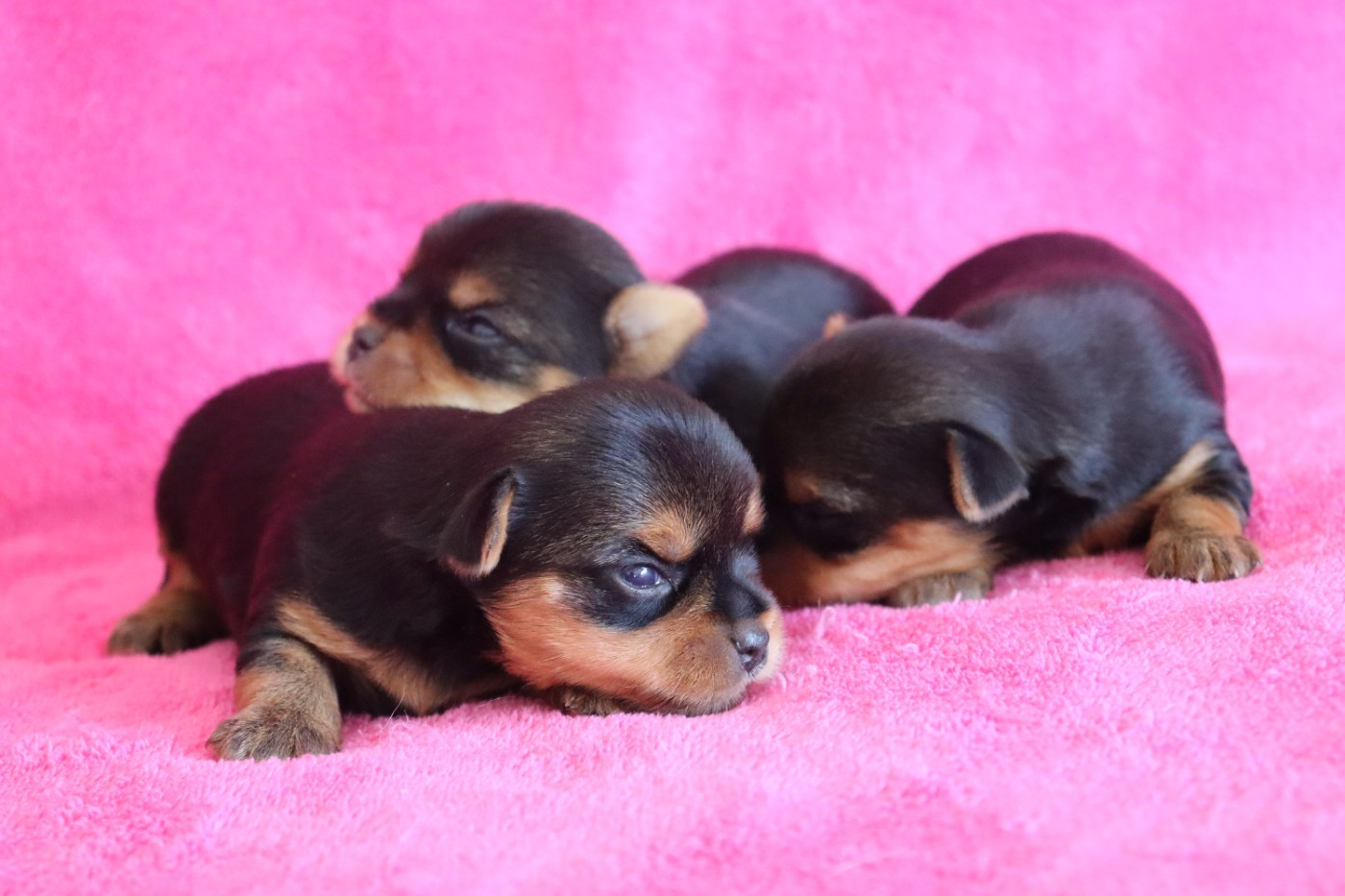 du Domaine San Sébastian - Chiots disponibles - Yorkshire Terrier