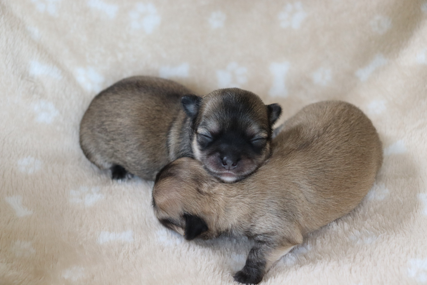 du Domaine San Sébastian - Chiots disponibles - Chihuahua
