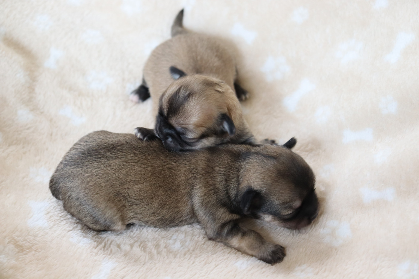 du Domaine San Sébastian - Chiots disponibles - Chihuahua