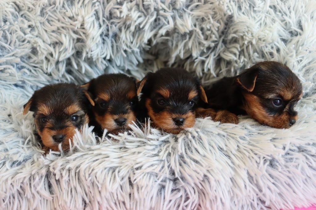 du Domaine San Sébastian - Chiots disponibles - Yorkshire Terrier