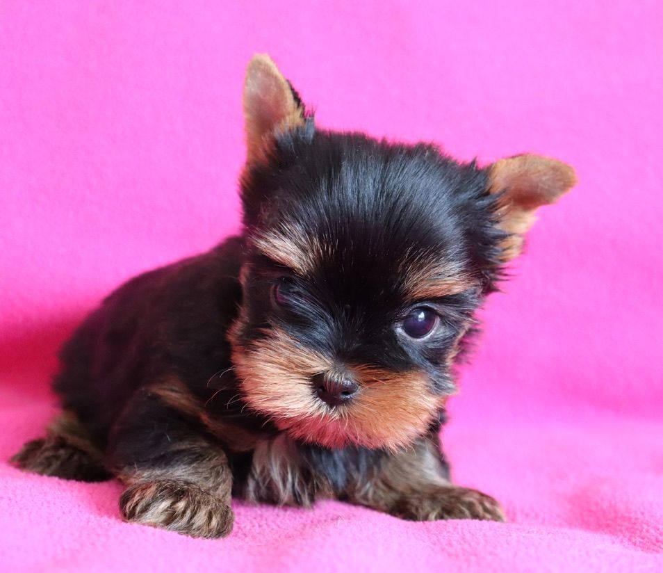 du Domaine San Sébastian - Chiots disponibles - Yorkshire Terrier