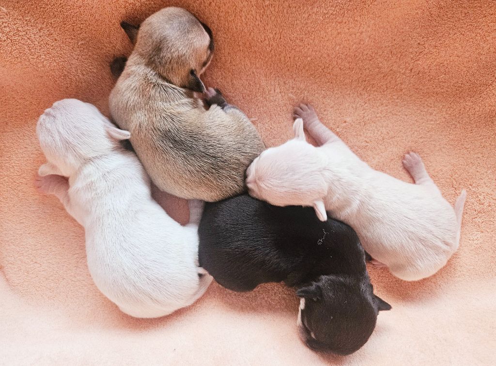 du Domaine San Sébastian - Chiots disponibles - Chihuahua