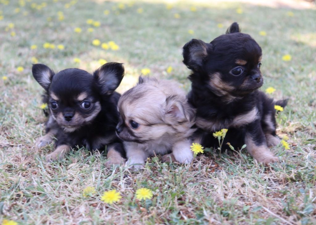 Chiot Chihuahua du Domaine San Sébastian