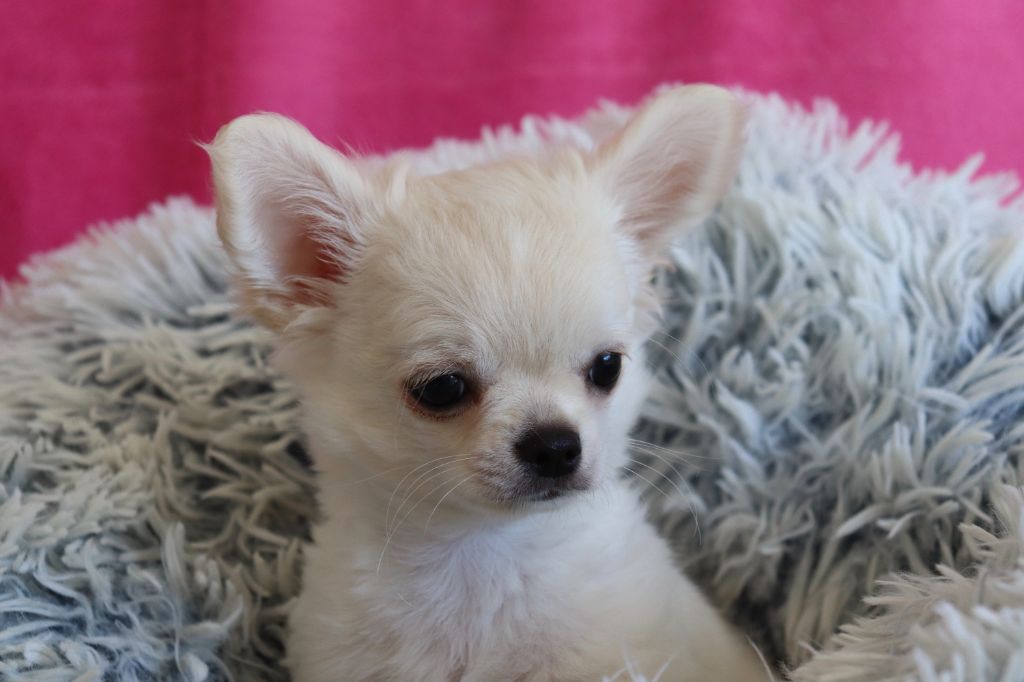 du Domaine San Sébastian - Chiots disponibles - Chihuahua