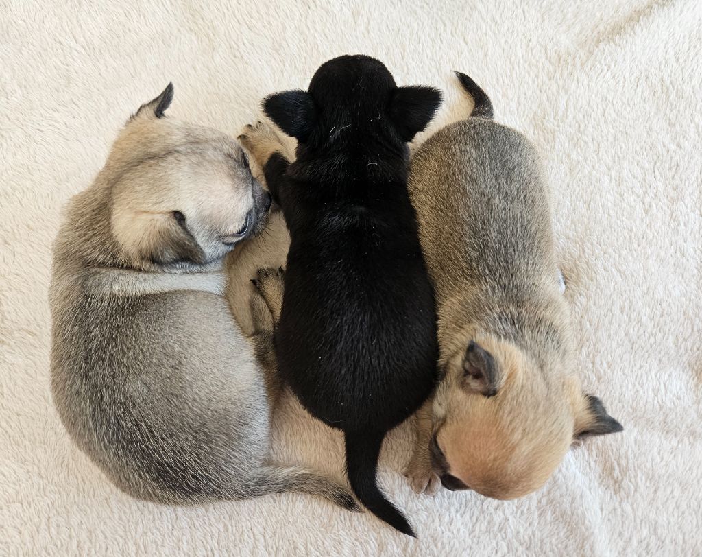 du Domaine San Sébastian - Chiots disponibles - Chihuahua