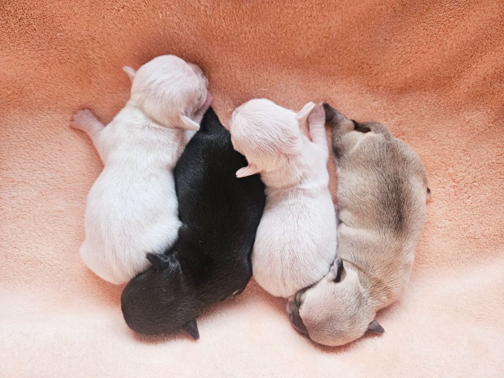 du Domaine San Sébastian - Chiots disponibles - Chihuahua