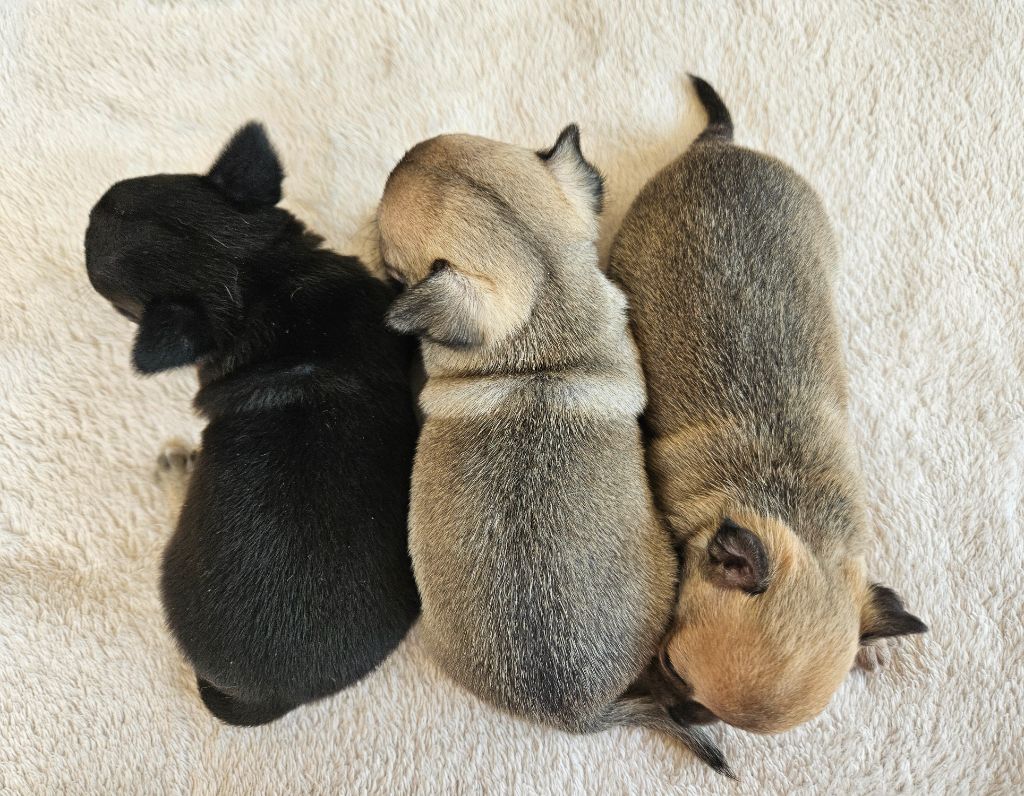 du Domaine San Sébastian - Chiots disponibles - Chihuahua