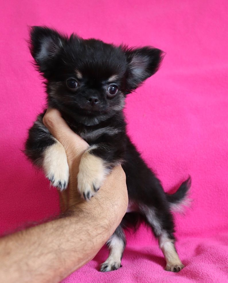 du Domaine San Sébastian - Chiots disponibles - Chihuahua