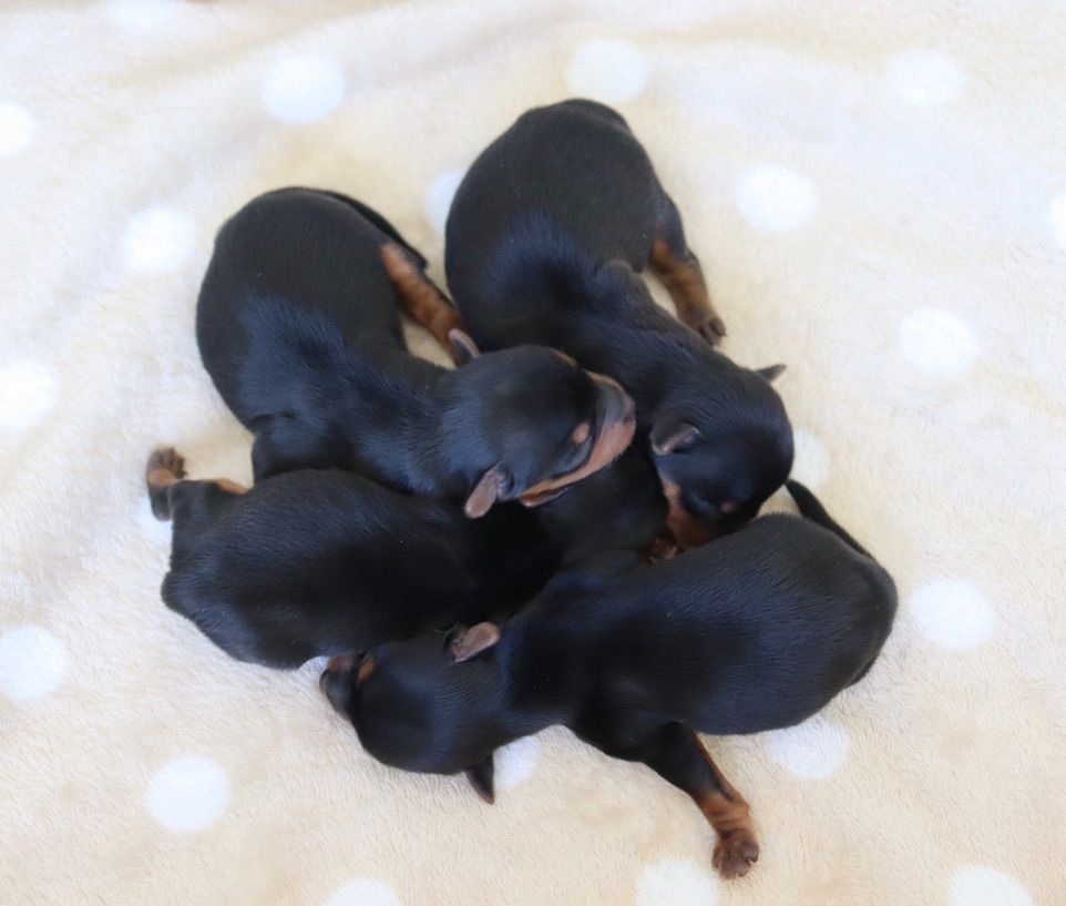 du Domaine San Sébastian - Chiots disponibles - Yorkshire Terrier