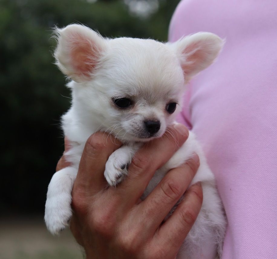 du Domaine San Sébastian - Chiots disponibles - Chihuahua