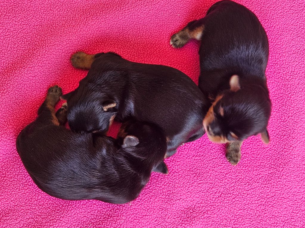 Chiot Yorkshire Terrier du Domaine San Sébastian