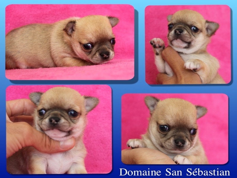 du Domaine San Sébastian - Chihuahua - Portée née le 24/05/2015