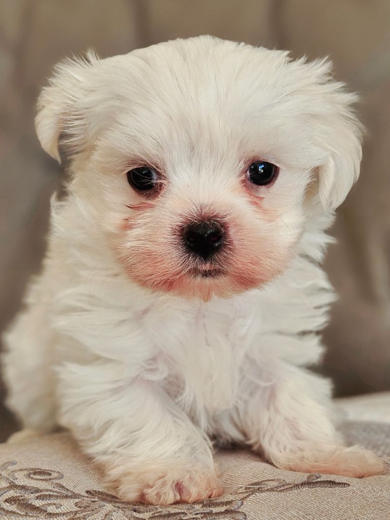du Domaine San Sébastian - Chiots disponibles - Bichon maltais