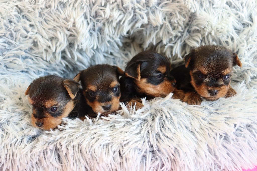 du Domaine San Sébastian - Chiots disponibles - Yorkshire Terrier