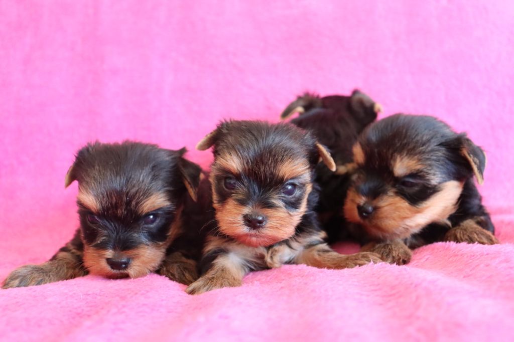 du Domaine San Sébastian - Chiots disponibles - Yorkshire Terrier