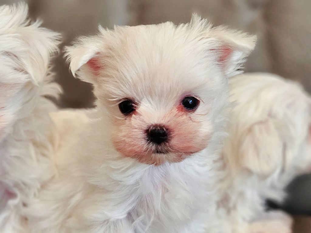 du Domaine San Sébastian - Chiots disponibles - Bichon maltais