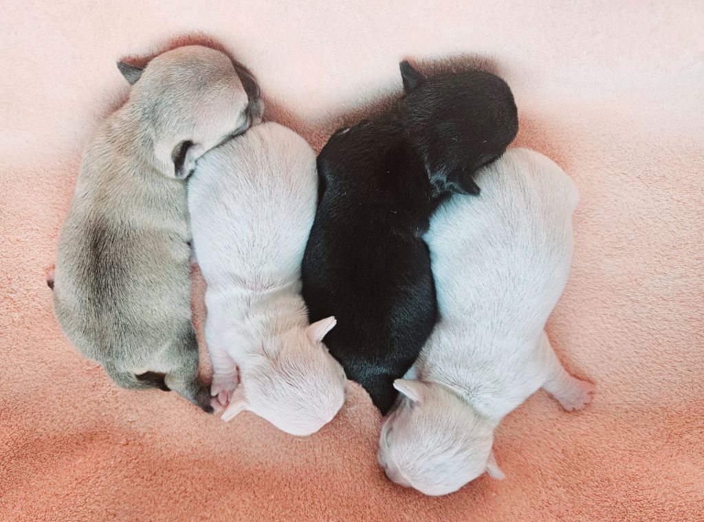 du Domaine San Sébastian - Chiots disponibles - Chihuahua
