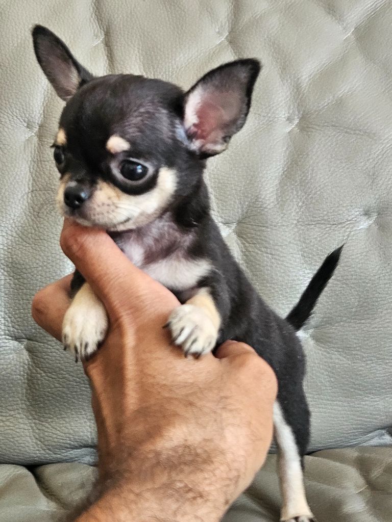 du Domaine San Sébastian - Chiots disponibles - Chihuahua