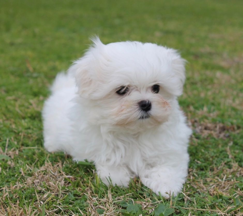 du Domaine San Sébastian - Bichon maltais - Portée née le 18/12/2021