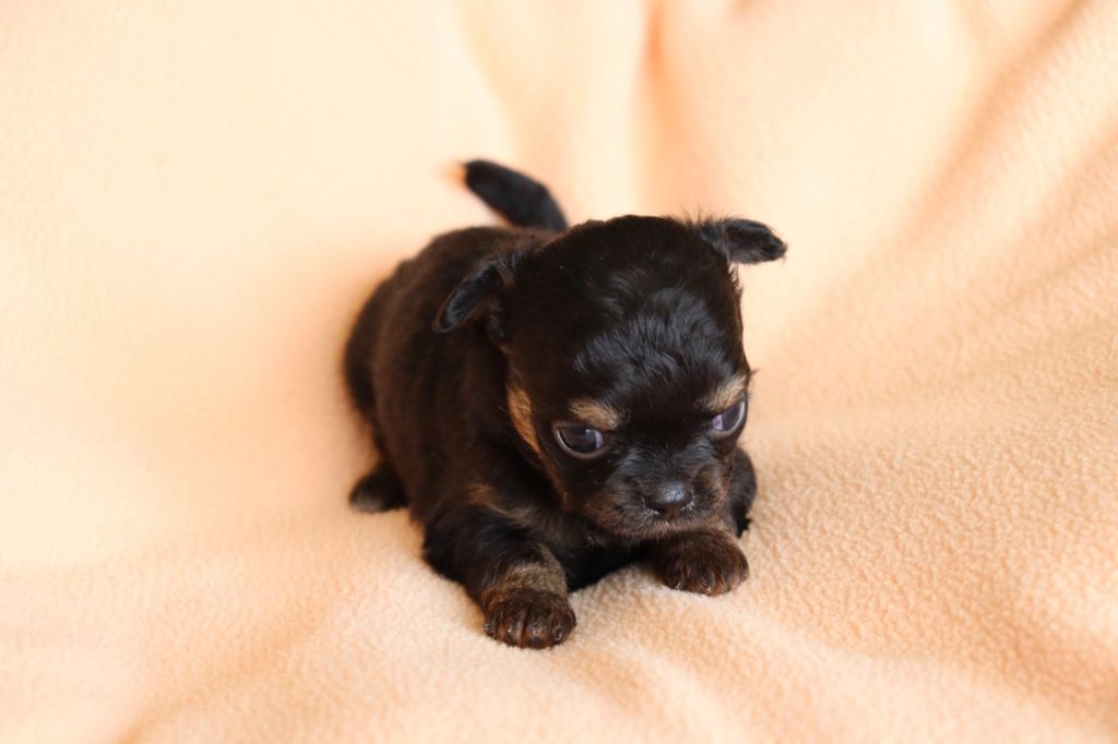 du Domaine San Sébastian - Chiots disponibles - Chihuahua