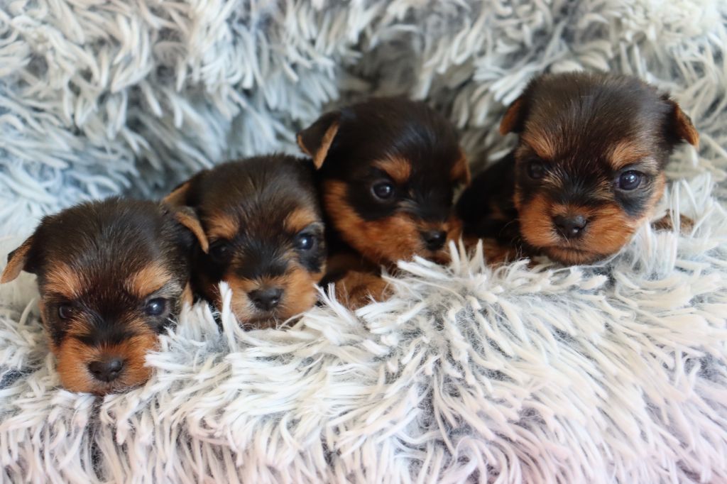 du Domaine San Sébastian - Chiots disponibles - Yorkshire Terrier