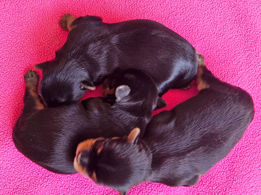 du Domaine San Sébastian - Chiots disponibles - Yorkshire Terrier