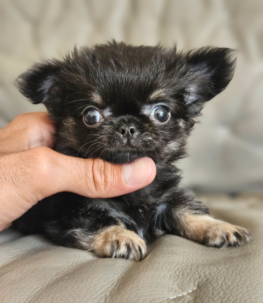 du Domaine San Sébastian - Chiots disponibles - Chihuahua