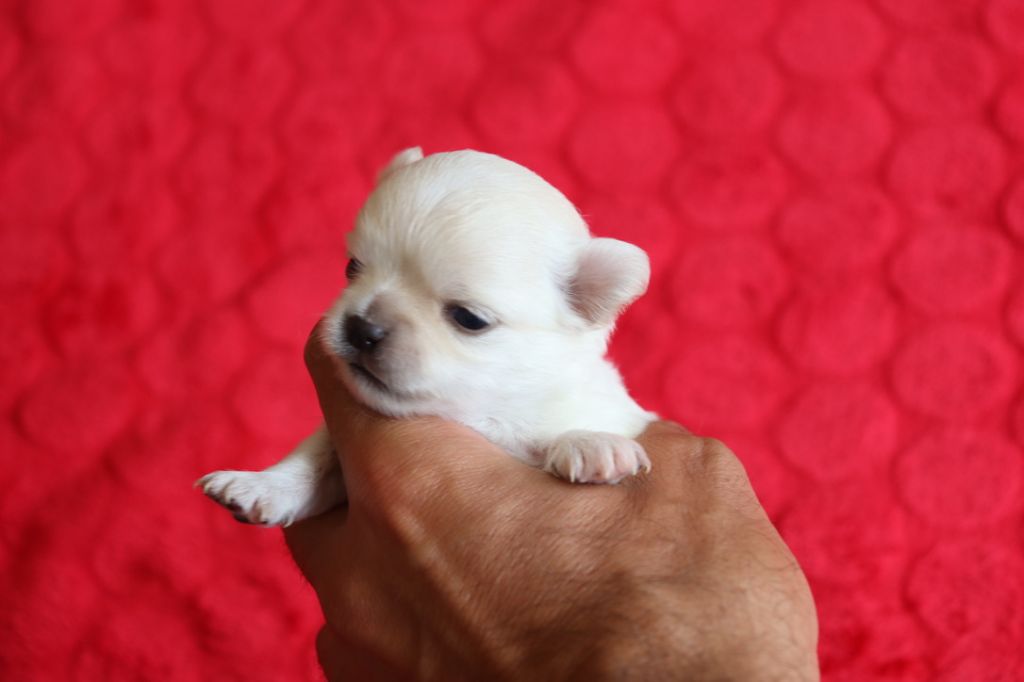 du Domaine San Sébastian - Chiots disponibles - Chihuahua