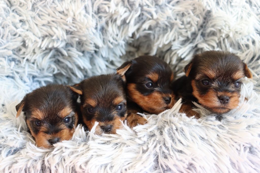 du Domaine San Sébastian - Chiots disponibles - Yorkshire Terrier