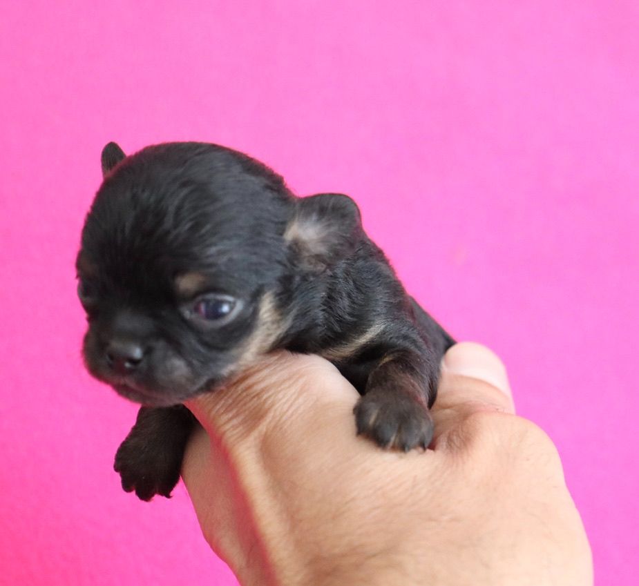 du Domaine San Sébastian - Chiots disponibles - Chihuahua