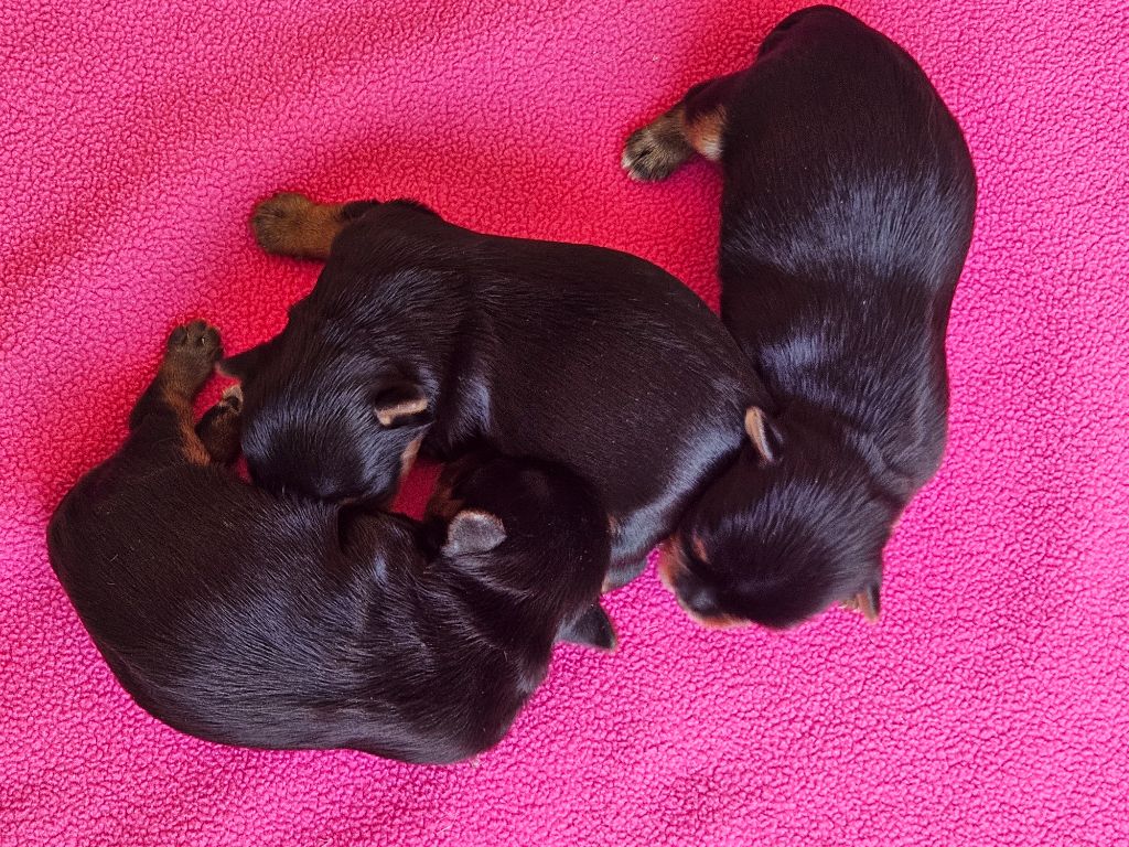 du Domaine San Sébastian - Chiots disponibles - Yorkshire Terrier
