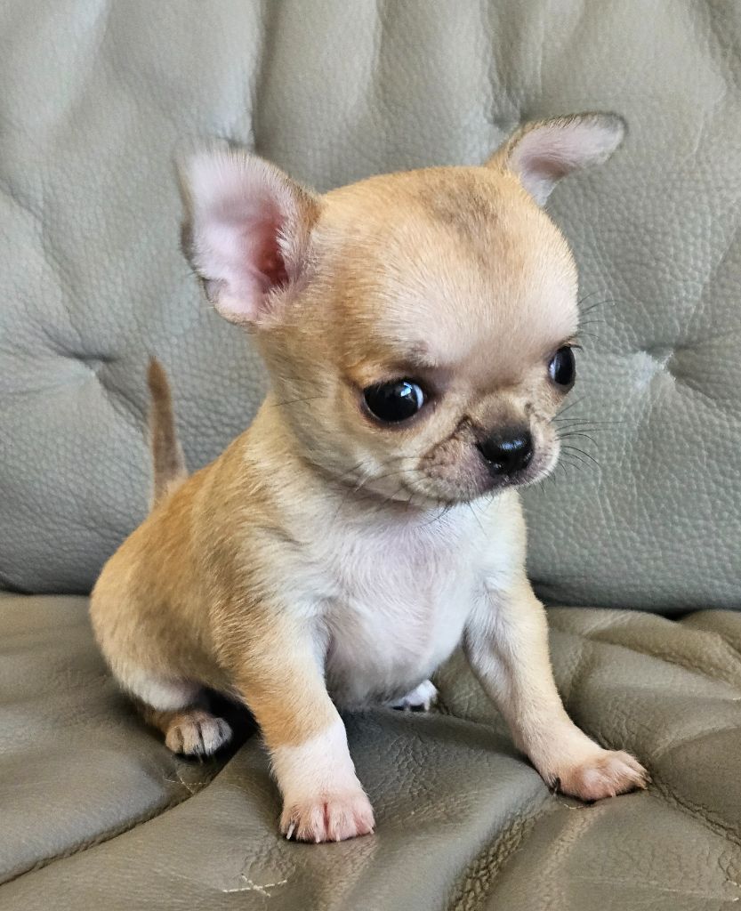 du Domaine San Sébastian - Chiots disponibles - Chihuahua