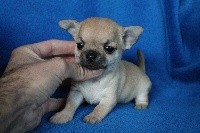 CHIOT